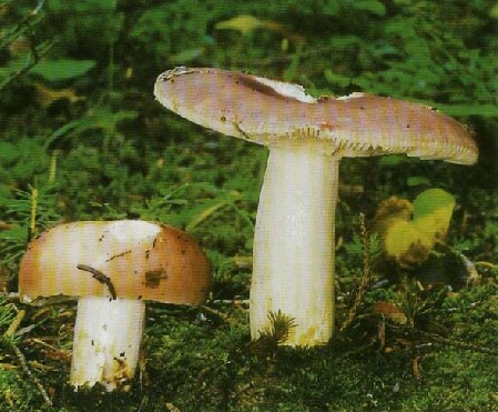   - Russula vesca